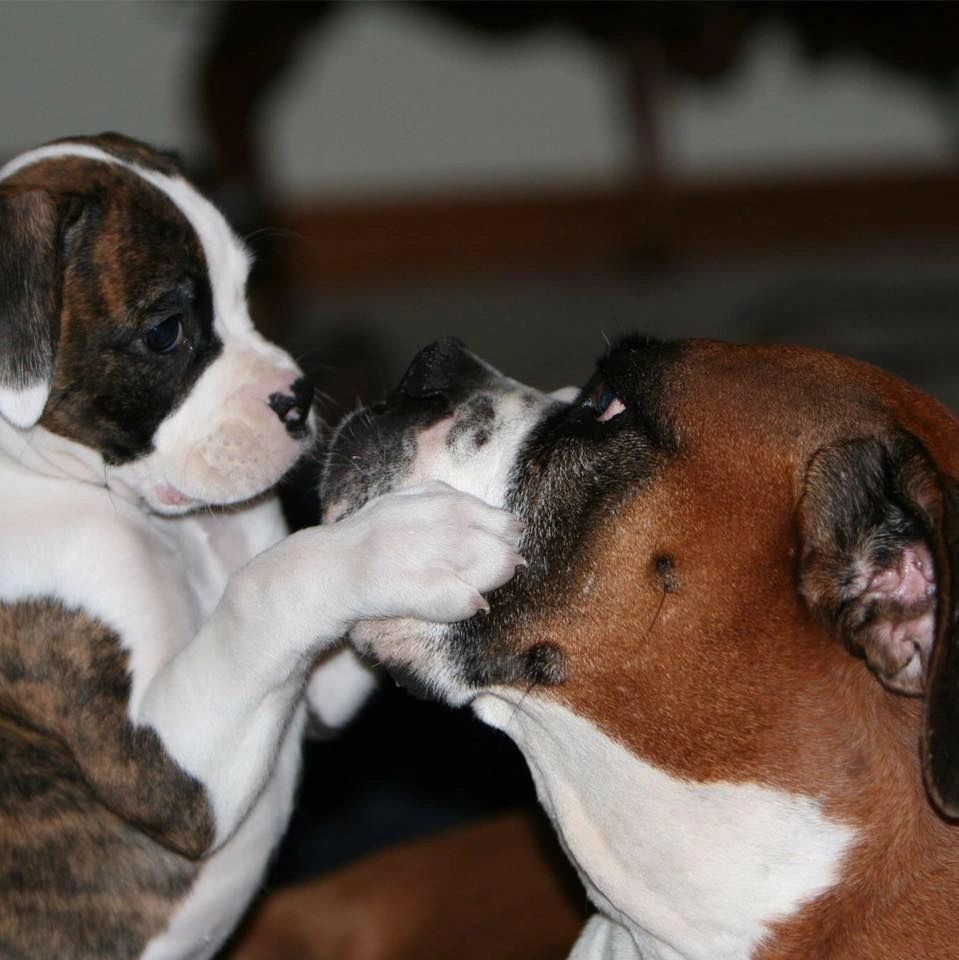 Angels Pet Care Services Pet Sitter, Pet Care